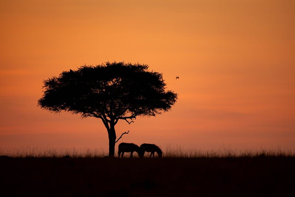 Kenyan Safari Experience 7-Day Adventure