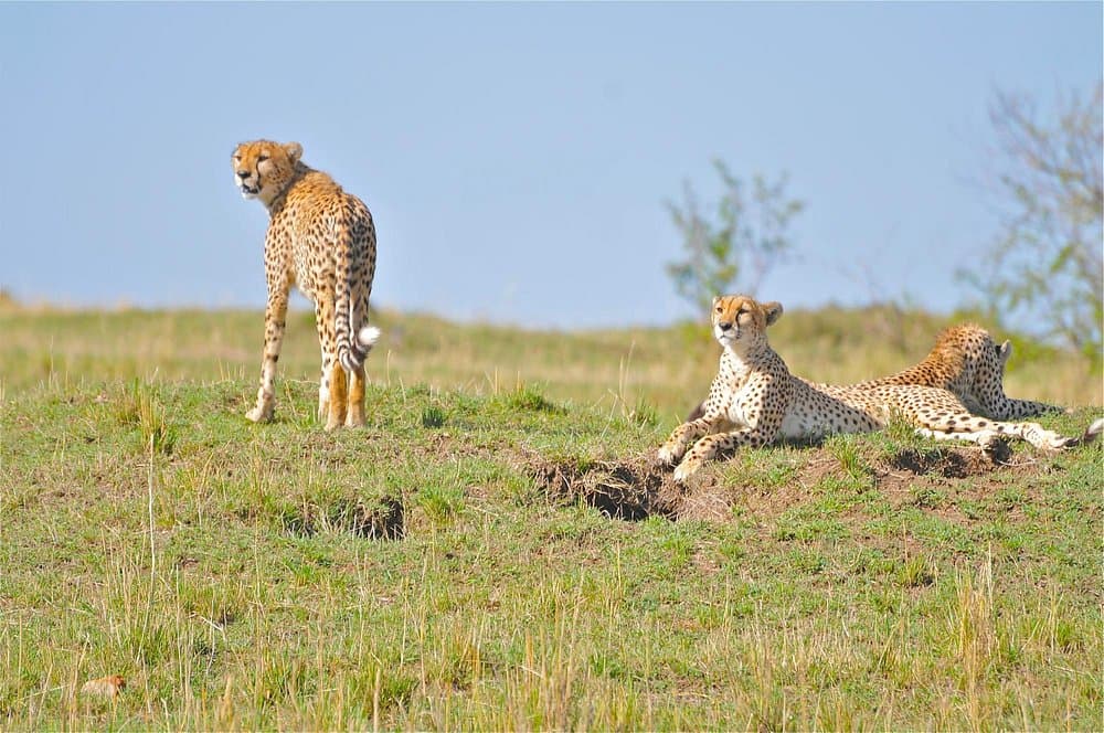 Lake Nakuru & Lake Naivasha Crescent Island Day Safari from Nairobi