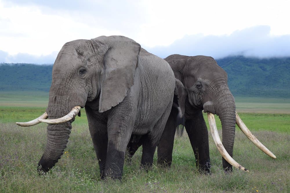3 Days Luxury Tanzania Safari - Lake Manyara & Ngorongoro Crater
