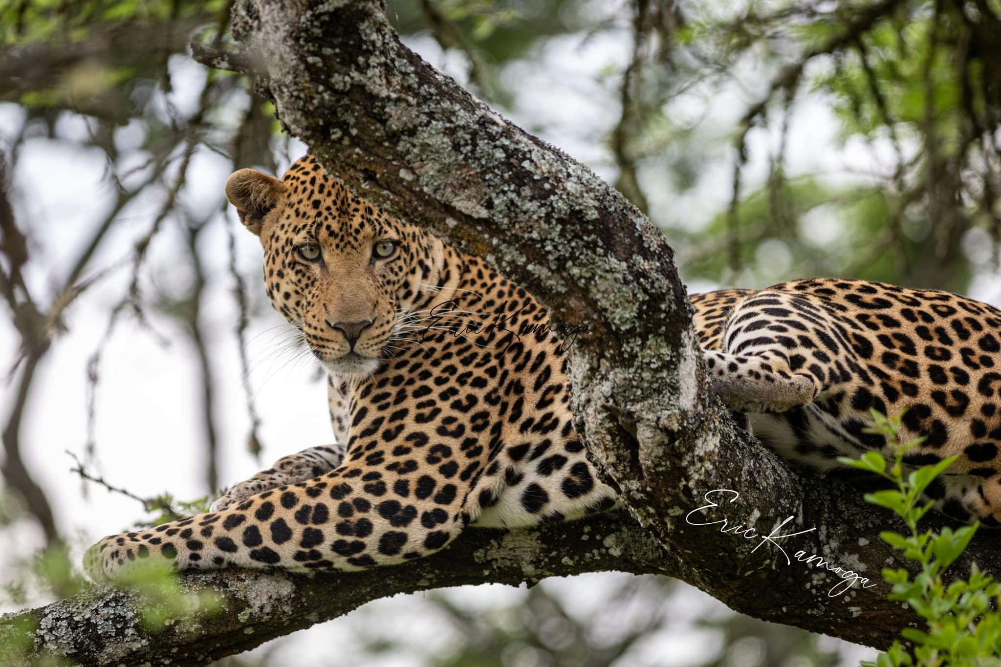 An 8 Day Kenyan Safari Adventure