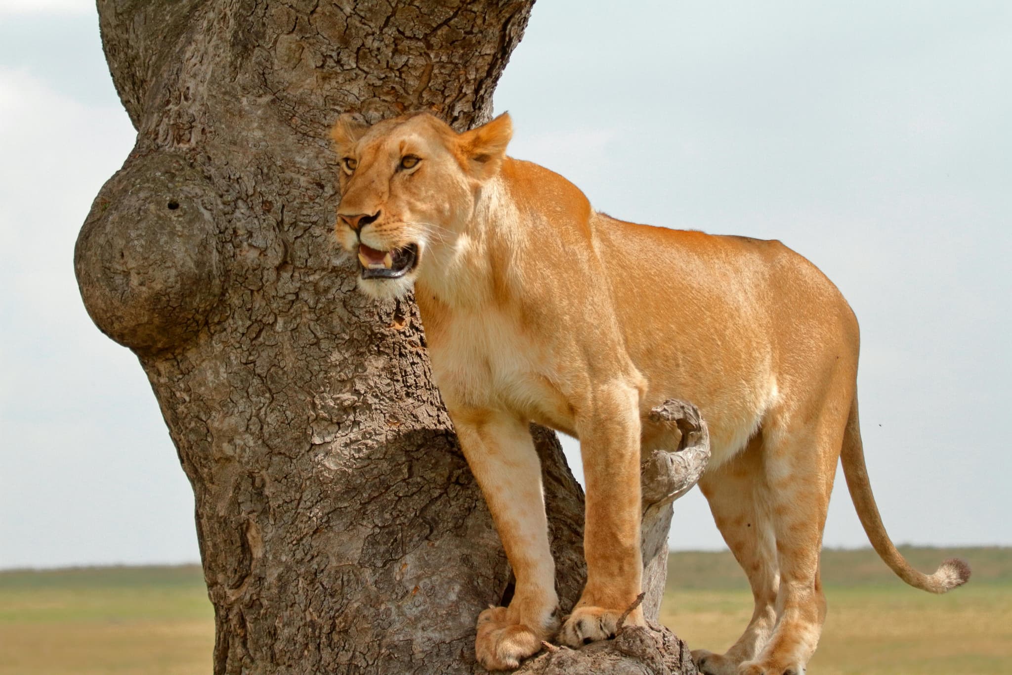 Big Five Safari in Kenya