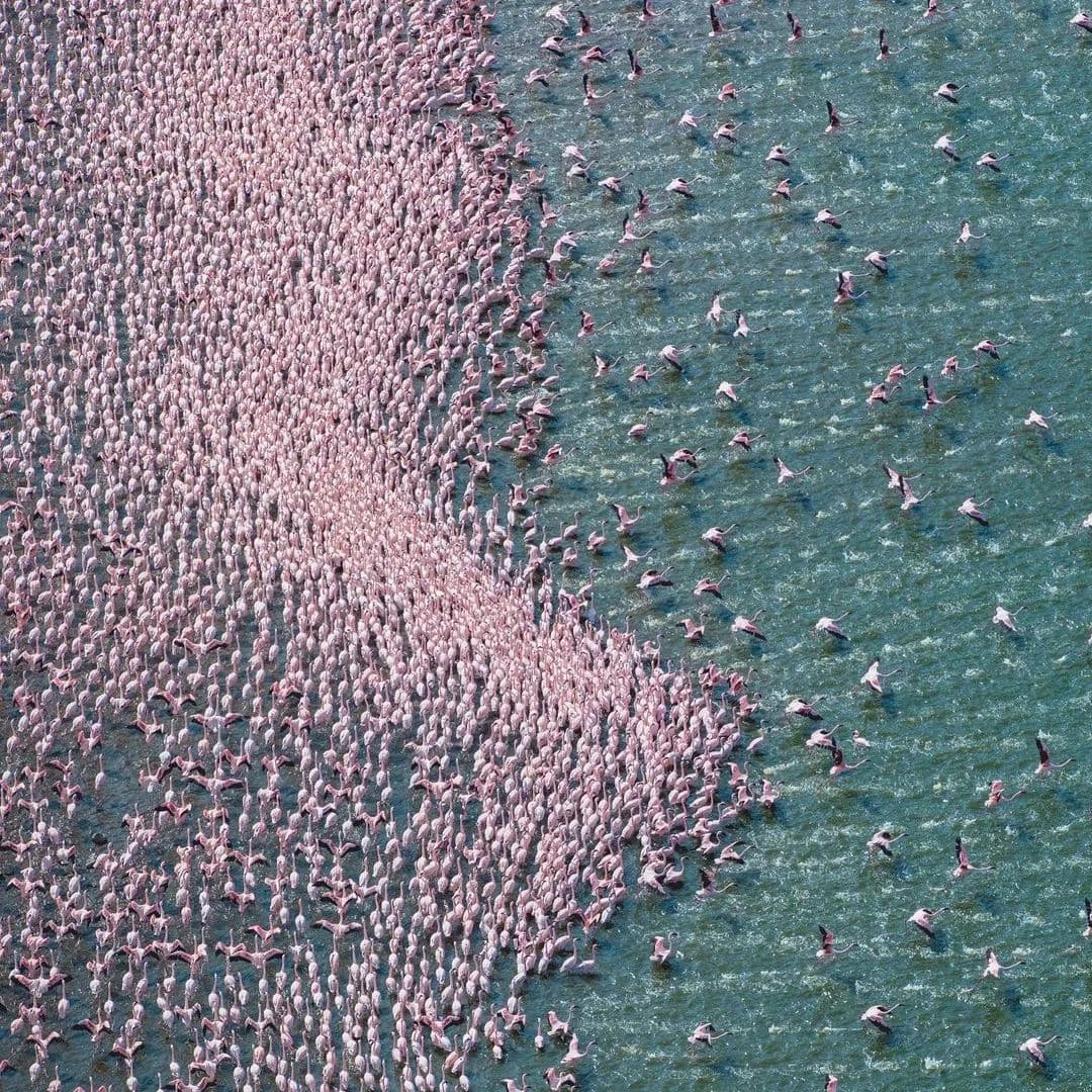 Lake Nakuru & Lake Naivasha Day Safari Tour