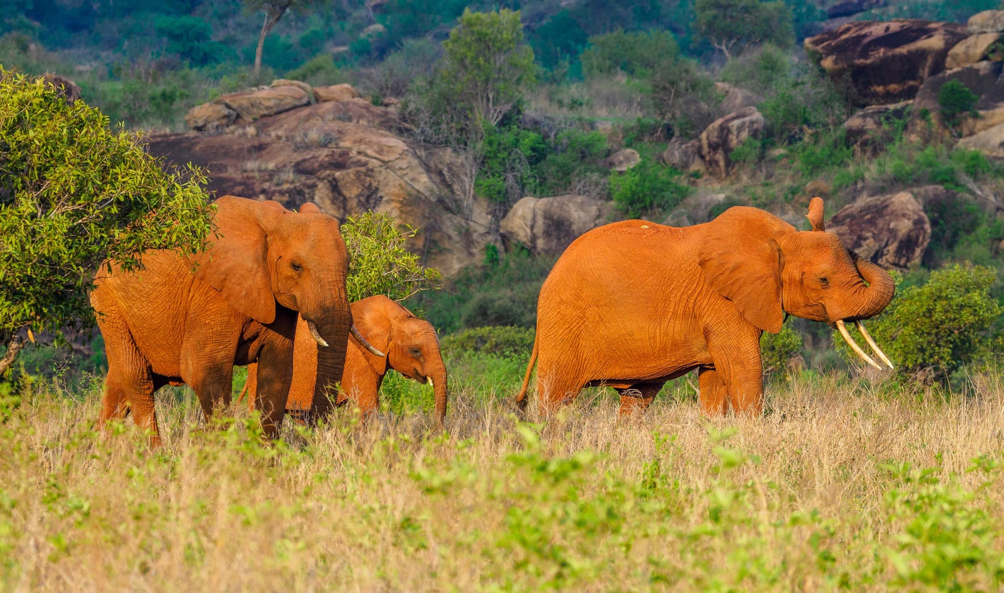 2 Days Tsavo East Safari from Diani Beach