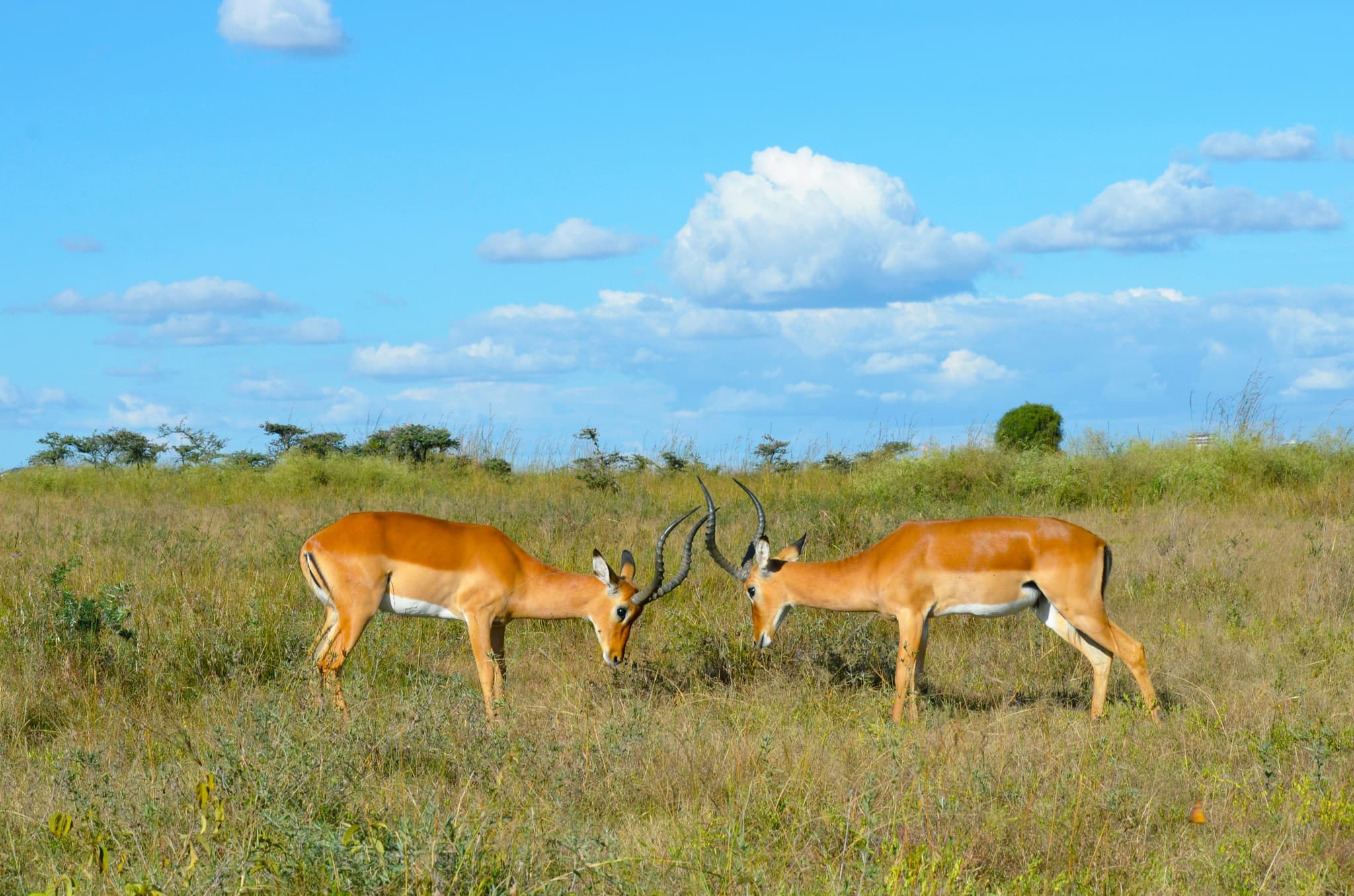 How far is Nairobi National Park from JKIA airport?