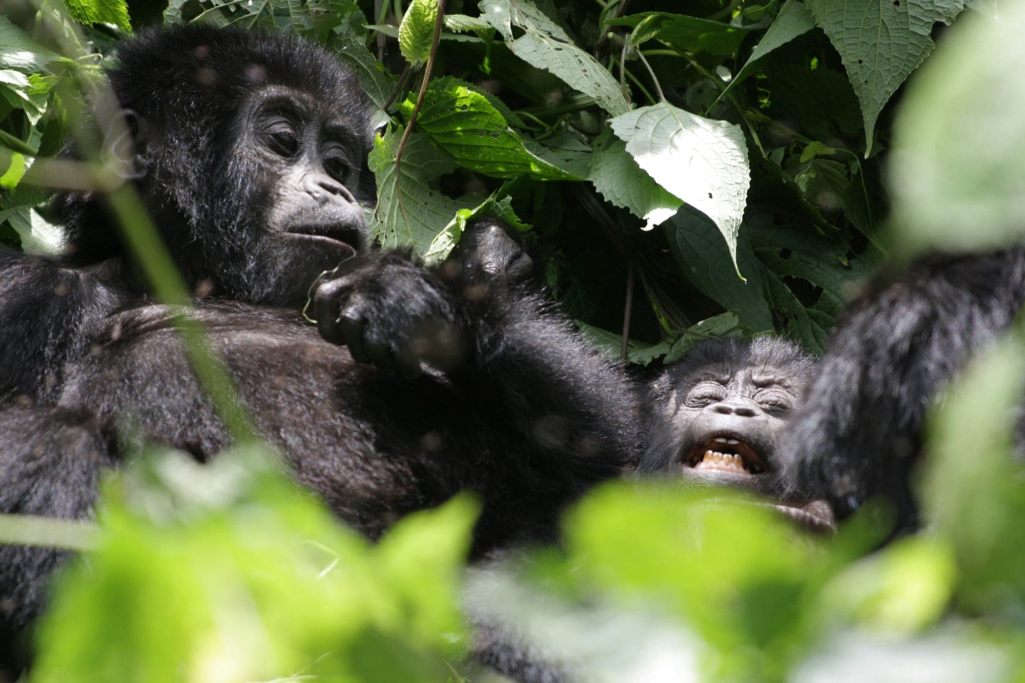 Rwanda Gorilla & Chimpanzee Trek