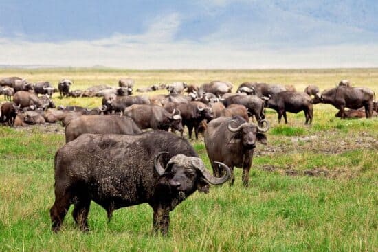 Serengeti Plains & Ngorongoro Crater
