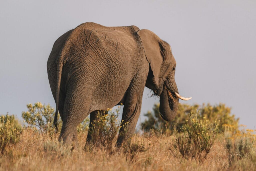 8 Days Magical Sopa Safari