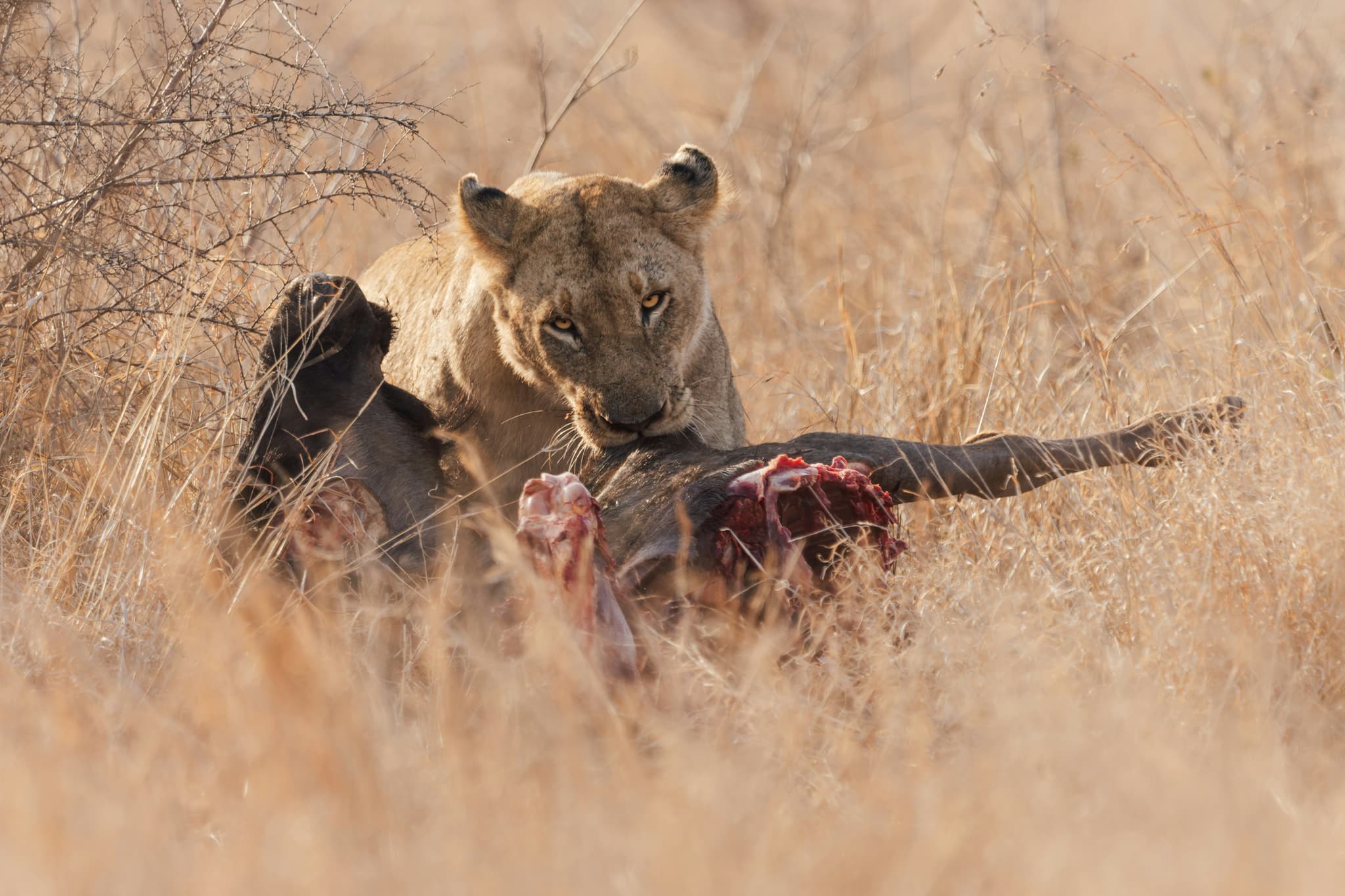 Tarangire